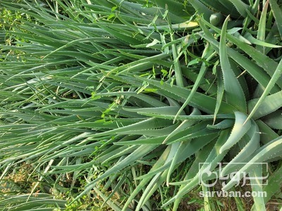 فروش آلوئه ورا