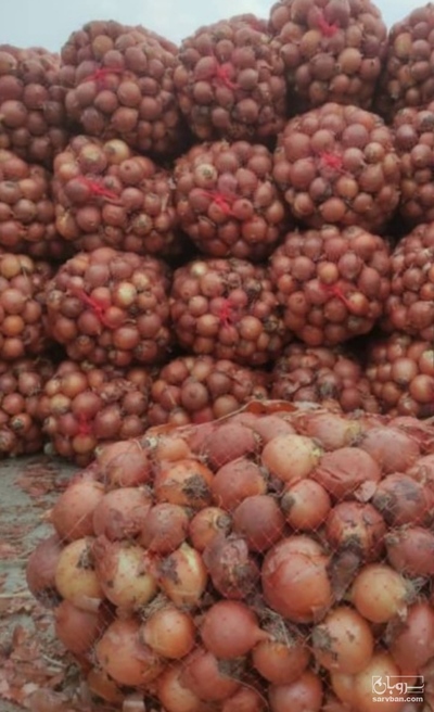 فروش پیاز