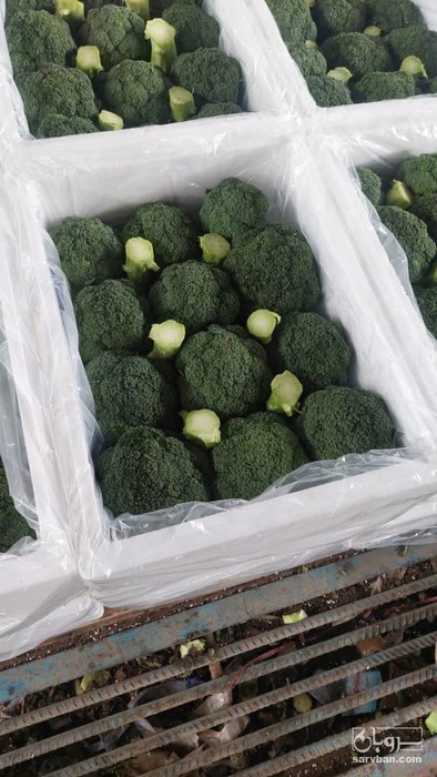 فروش کلم بروکلی