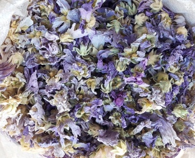 فروش گل ختمی - خطمی بنفش