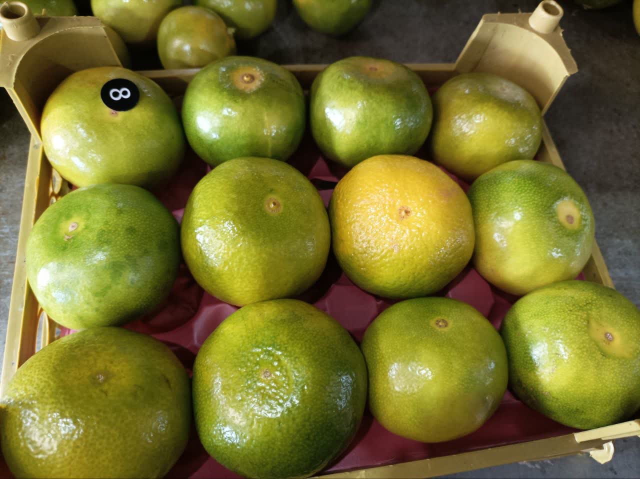 فروش نارنگی