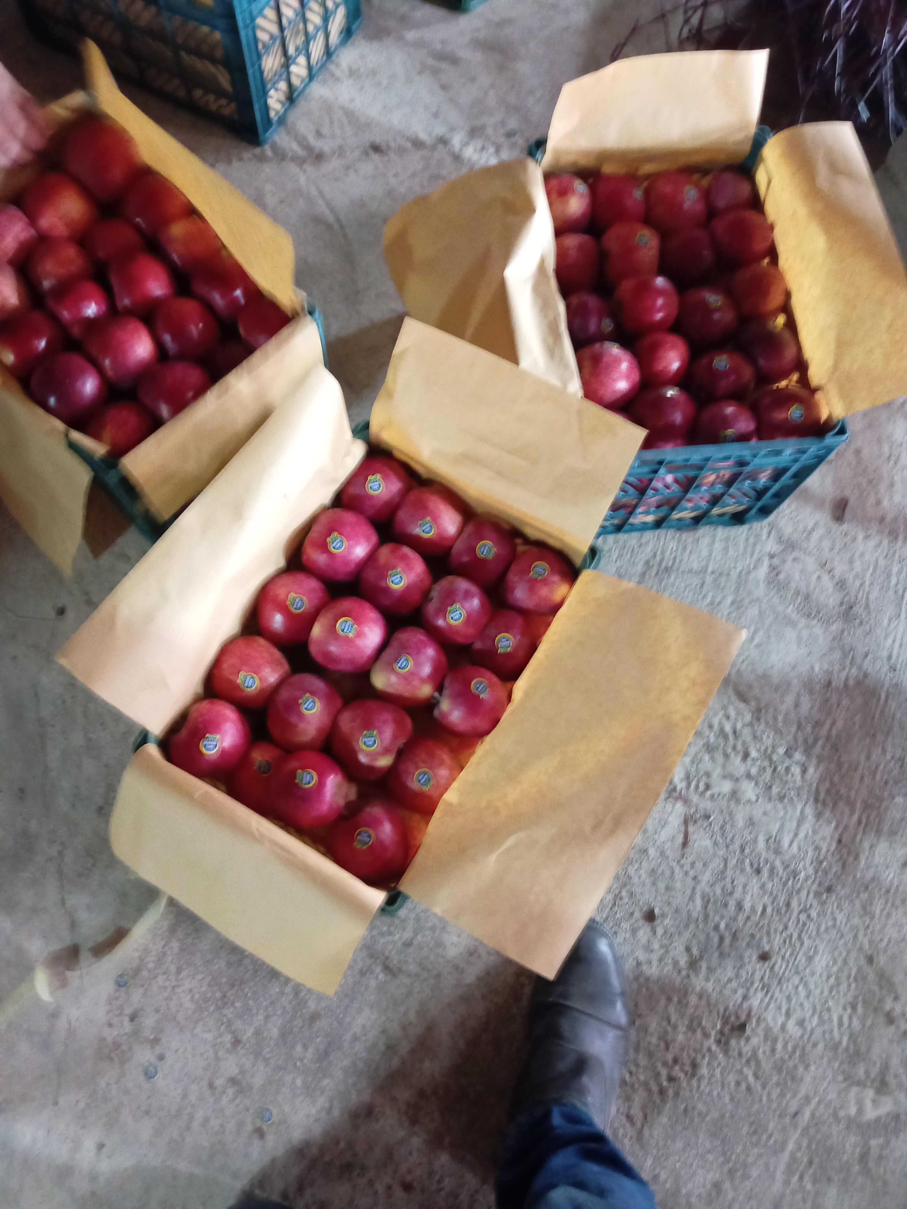 فروش سیب قرمز