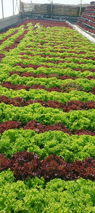 فروش کاهو فرانسوی