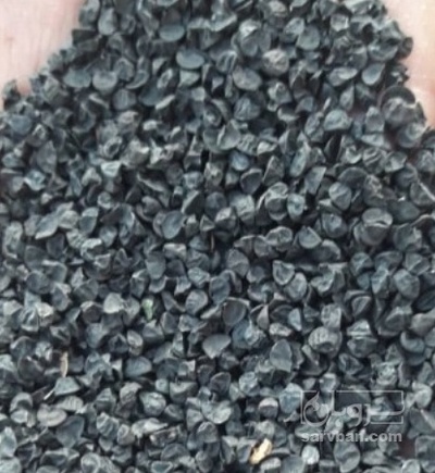 فروش بذر پیاز قرمز