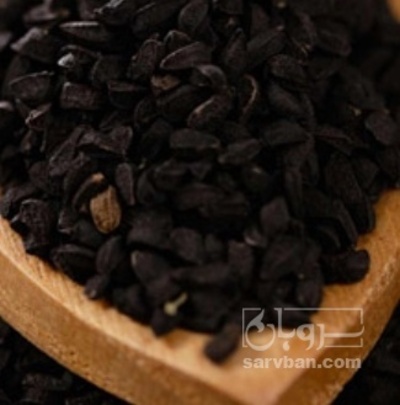 فروش  بذر پیاز سفید