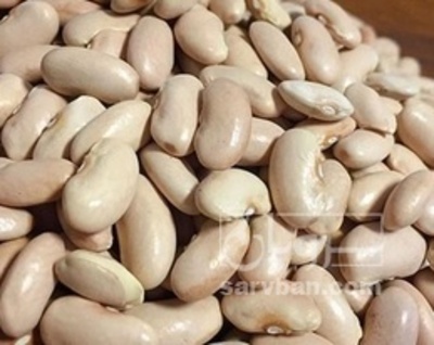 فروش بذر  لوبیا کشاورزی