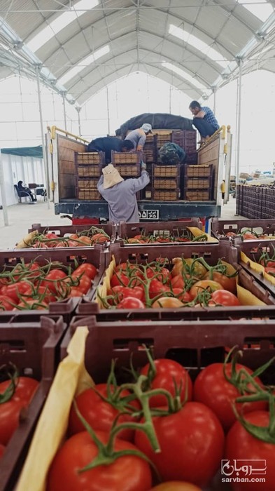 فروش گوجه فرنگی