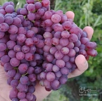 فروش انگور یاقوتی