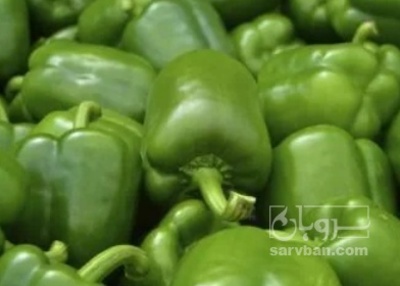 فروش فلفل دلمه ای