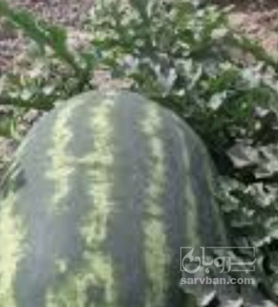 فروش هندوانه بیضی