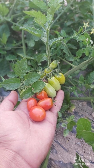 فروش گوجه فرنگی