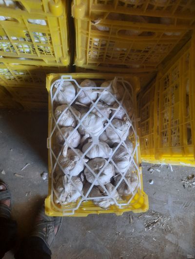 فروش سیر قرمز صادراتی