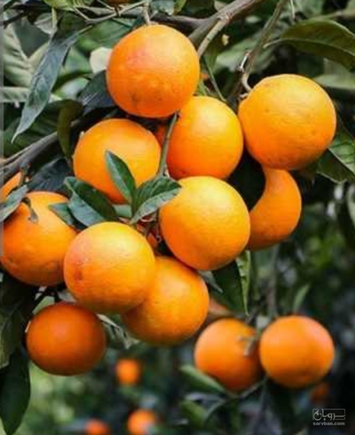 فروش پرتقال