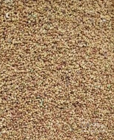 فروش بذر یونجه