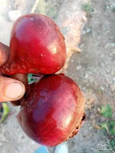 فروش چغندر لبو