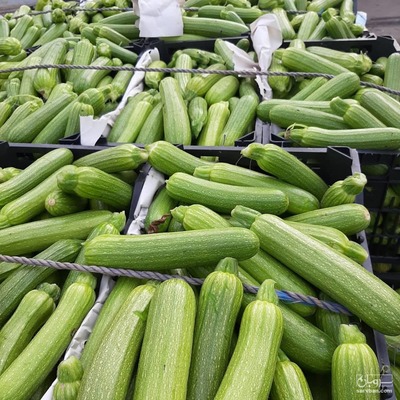 فروش کدو سبز