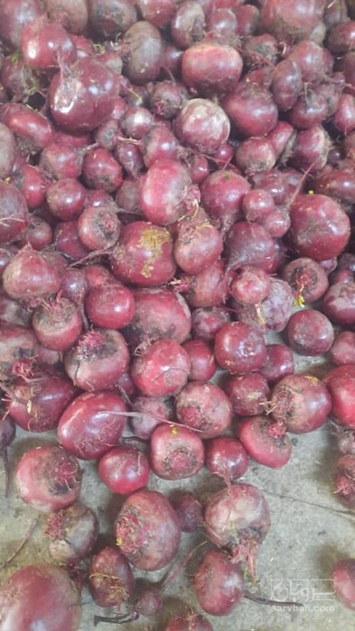فروش چغندر لبو