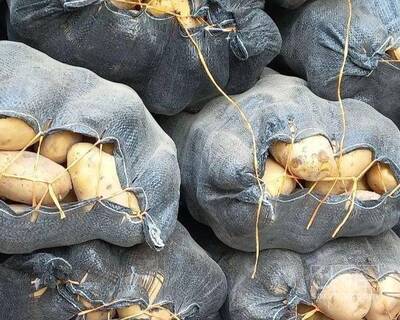 فروش سیب زمینی اگریا