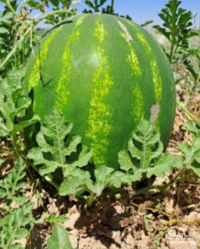 فروش هندوانه