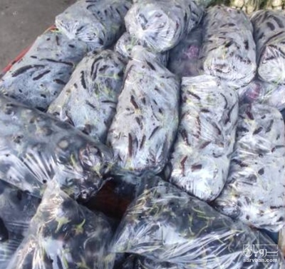 فروش بادمجان