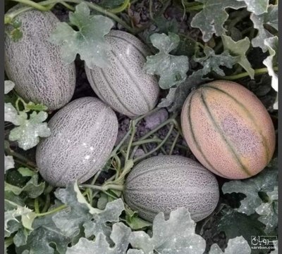 فروش طالبی جانا