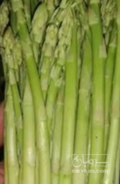 فروش مارچوبه