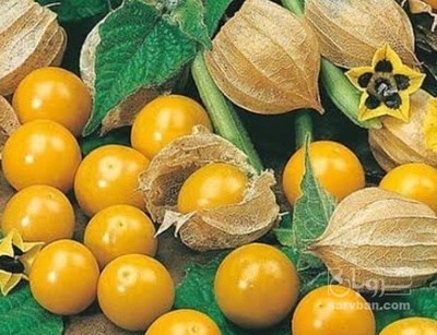 فروش فیسالیس - میوه