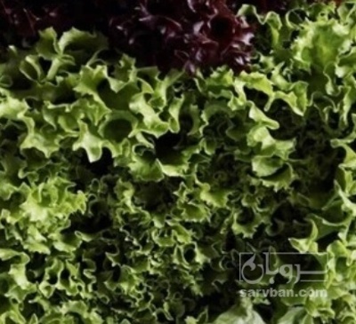 فروش کاهو فرانسوی