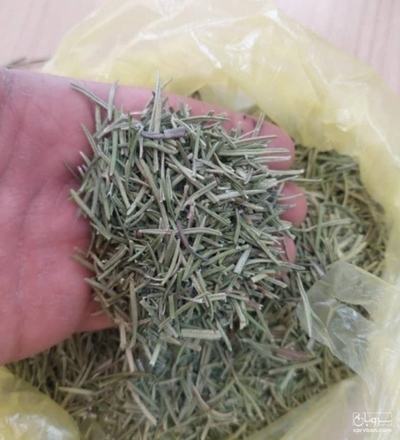 فروش رزماری