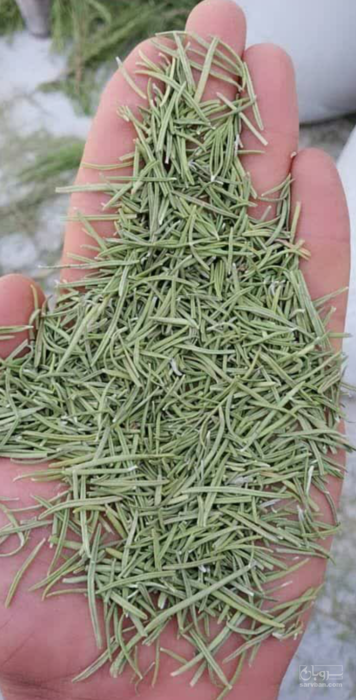 فروش رزماری برگ سبز