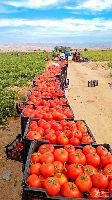 فروش گوجه فرنگی