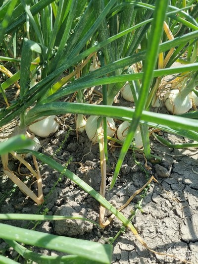 فروش پیاز سفید