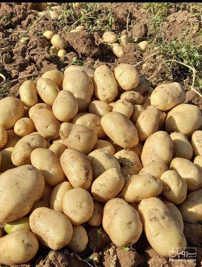 فروش سیب زمینی