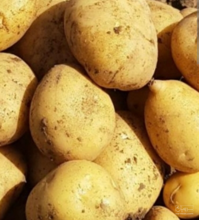 فروش سیب زمینی بامبا