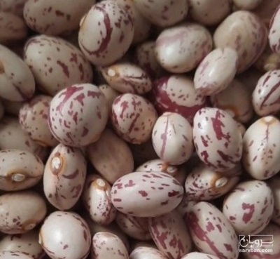 فروش لوبیا چیتی