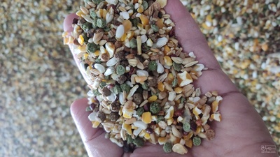 فروش دانه مرغ - خوراک پرندگان