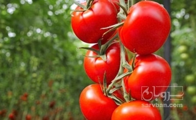 فروش گوجه فرنگی بروبیو