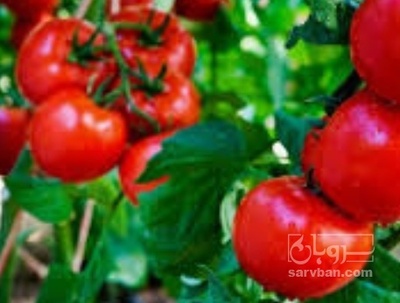 فروش گوجه فرنگی متین