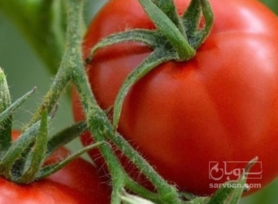 فروش گوجه فرنگی سانسید