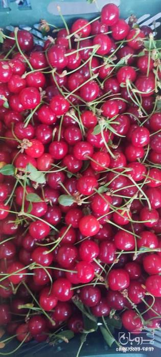 فروش آلبالو