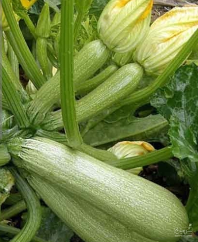 فروش کدو  سبز