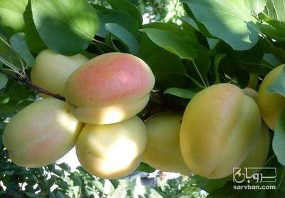 فروش زردآلو