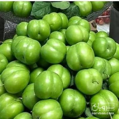 فروش گوجه سبز