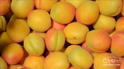 فروش زردآلو