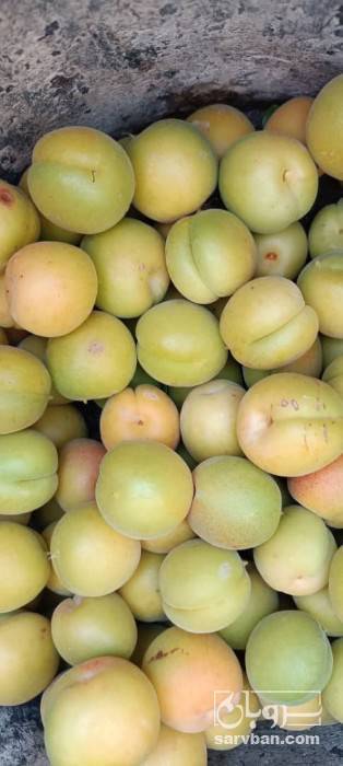 فروش زردآلو