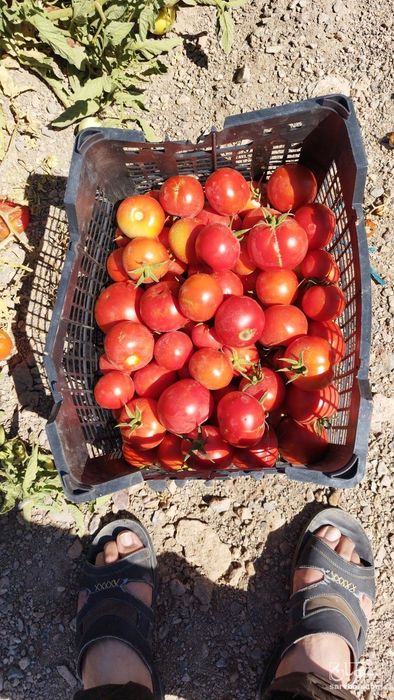 فروش گوجه فرنگی ربی