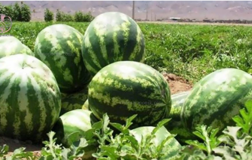 فروش هندوانه گرد