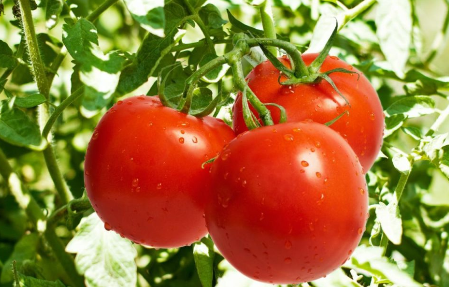 فروش گوجه فرنگی 8320 ارگانیک