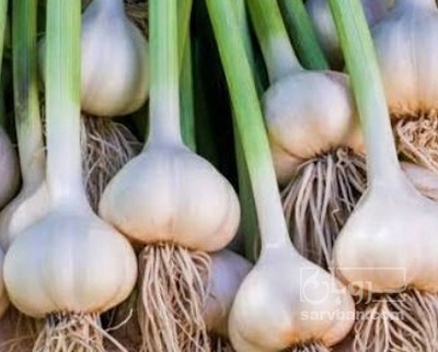 فروش سیر