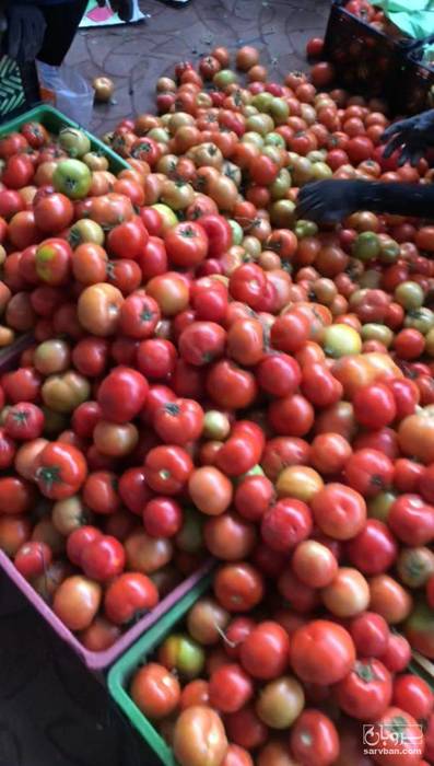 فروش گوجه فرنگی